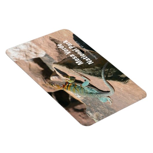 Collared Lizard, Mesa Verde Magnet (Rechte Seite)