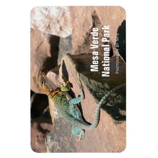 Collared Lizard, Mesa Verde Magnet (Vertikal)