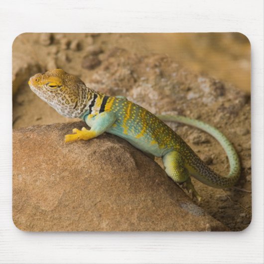 Collared Lizard Mousepad (Vorne)