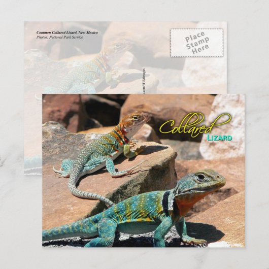 Collared Lizard, New Mexico Postkarte (Vorne/Hinten)