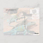 Collared Lizard, New Mexico Postkarte (Rückseite)