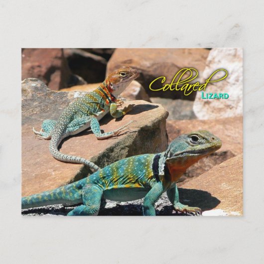 Collared Lizard, New Mexico Postkarte (Vorderseite)