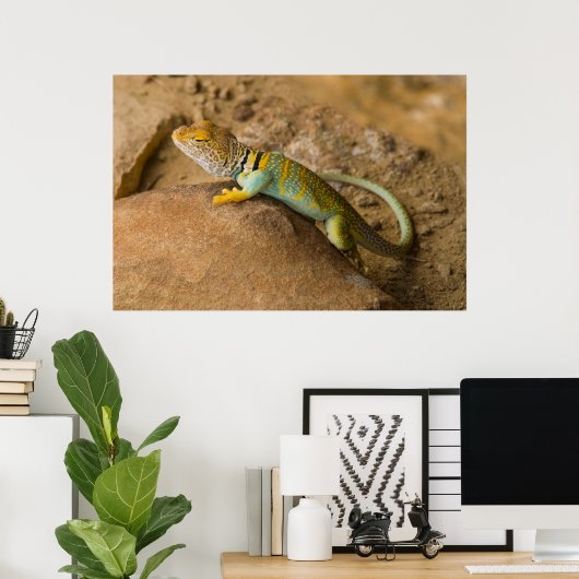 Collared Lizard Poster (Heimbüro)
