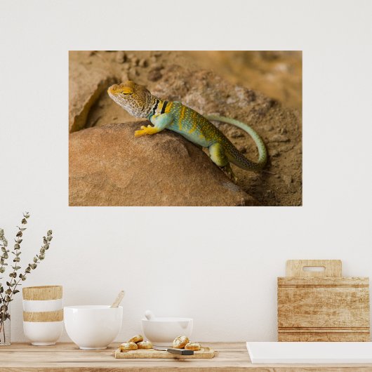 Collared Lizard Poster (Küche)