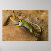 Collared Lizard Poster (Vorne)