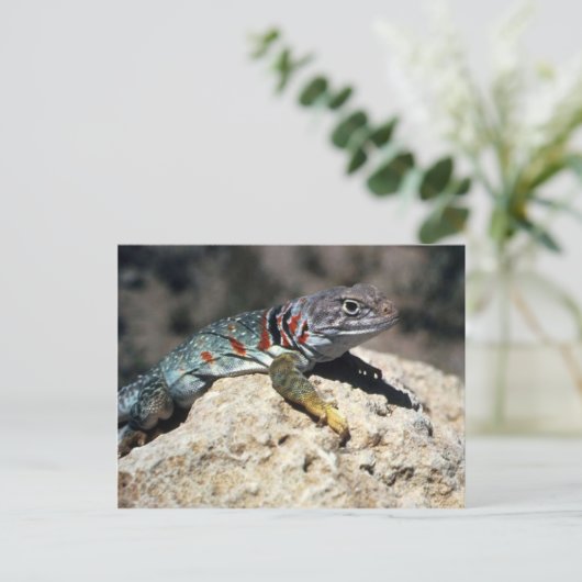 Collared Lizard Postkarte (Stehend Vorderseite)