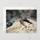 Collared Lizard Postkarte (Vorne/Hinten)