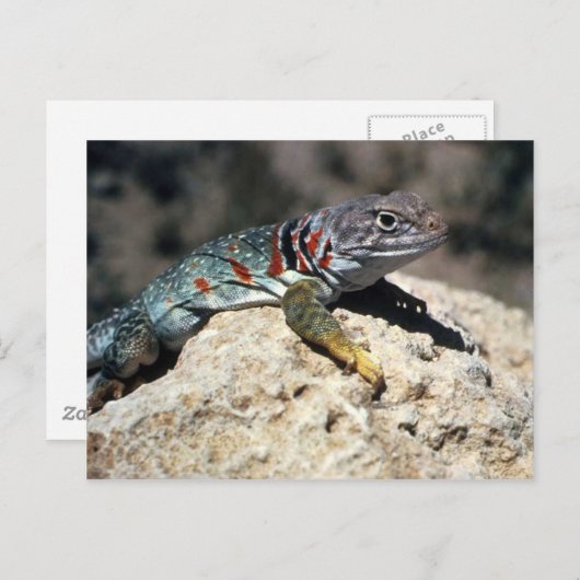 Collared Lizard Postkarte (Vorne/Hinten)