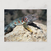 Collared Lizard Postkarte (Vorderseite)