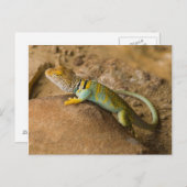 Collared Lizard Postkarte (Vorne/Hinten)