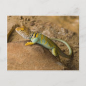 Collared Lizard Postkarte (Vorderseite)