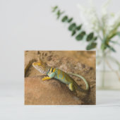 Collared Lizard Postkarte (Stehend Vorderseite)