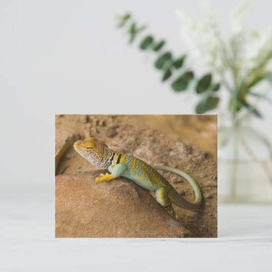 Collared Lizard Postkarte (Stehend Vorderseite)