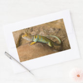 Collared Lizard Rechteckiger Aufkleber (Umschlag)