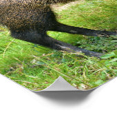 Collared Peccary auf Gras Poster (Ecke)
