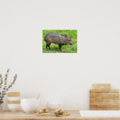 Collared Peccary auf Gras Poster (Küche)