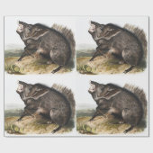 Collared Peccary Dycoteles torquatus Illustration Geschenkpapier (Flach)
