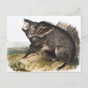 Collared Peccary Dycoteles torquatus Illustration Postkarte