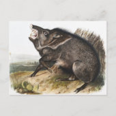 Collared Peccary Dycoteles torquatus Illustration Postkarte (Vorderseite)