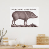 Collared Peccary - Javelina - Musk Hog - Tayaussa Poster (Küche)