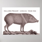 Collared Peccary - Javelina - Musk Hog - Tayaussa Poster (Vorne)