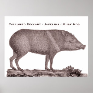 Collared Peccary - Javelina - Musk Hog - Tayaussa Poster