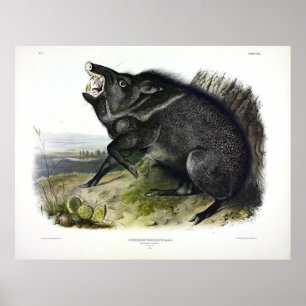 Collared Peccary, oder Javelina (Dicotyles tajacu) Poster