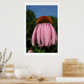 Collassal Echinacea Poster (Küche)