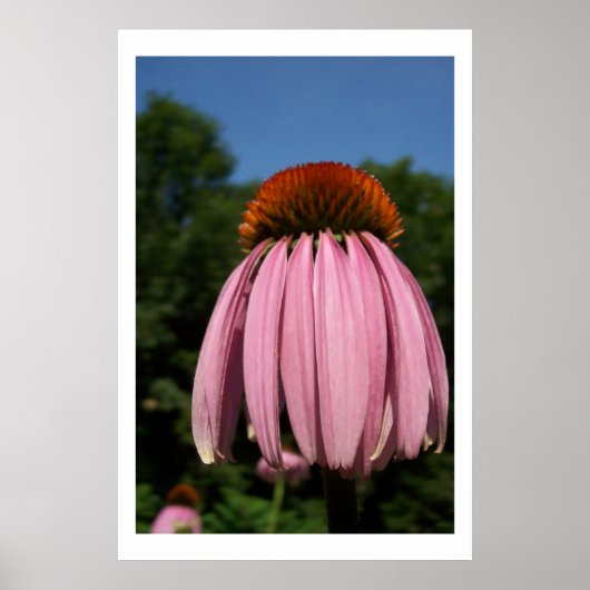 Collassal Echinacea Poster (Vorne)