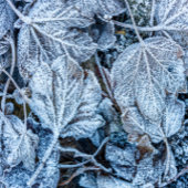 Weihnachts-Feier Blue Blätter Winterurlaub Kurzer Tischläufer