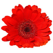 Red Gerbera Wedding Einladung Personalisiert