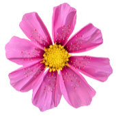 Science Garden Party Molecule Teller