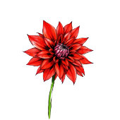 Sophisticated Red Floral Beverage Menu Acrylschild