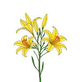 Elegant Green Lilies Acryleinladungen