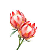 Romantische Grüne Zeitgenössische Fotografie Gästebuch