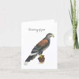 Collection Falcon  Note Card Karte