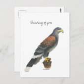 Collection Falcon  Post Card Postkarte (Vorne/Hinten)