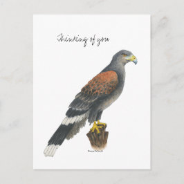 Collection Falcon  Post Card Postkarte
