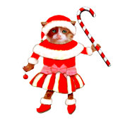 Funny Christmas Holiday Postcard Feiertagspostkarte