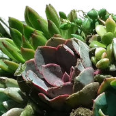 Ökologische Hochzeitseinladungen Einladung