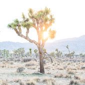 Modernes elegantes Foto Joshua Tree Boho Wedding Einladung