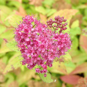 Natürliche Blume Herz - durchbohrt von Pfeil. Tragetasche