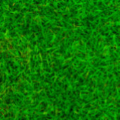 Grüne Grastextur von einem Fußballfeld Pappteller
