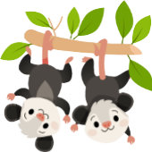 Opossum Partyhütchen