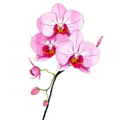 Sophisticated Pink Floral Beverage Menu Acrylschild