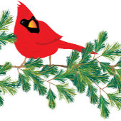 Weihnachten von allen US Roten Kardinal Kiefernzwe