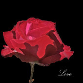 Gothic Red Rose auf schwarzem Hochzeitsprogramm Fächer