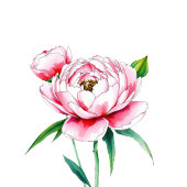 Romantic Pink Floral Peony Illustration