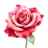 Elegant Pink Rose Bar Menu Acrylschild