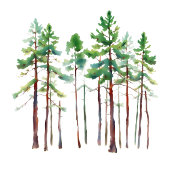 Serene Mint Watercolor Pine Trees Gästebuch